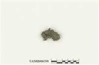 藏品(刺葉護蒴蘚)的圖片